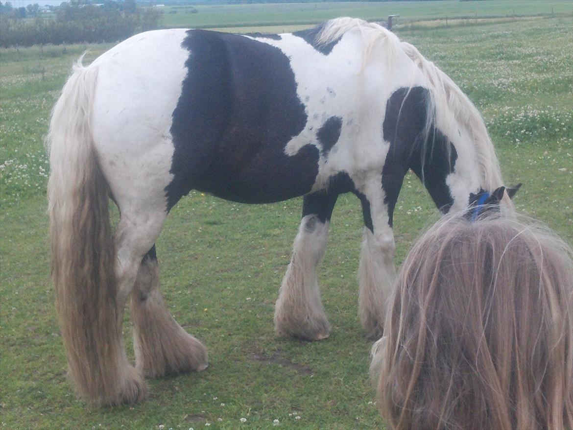 Irish Cob Tim billede 3