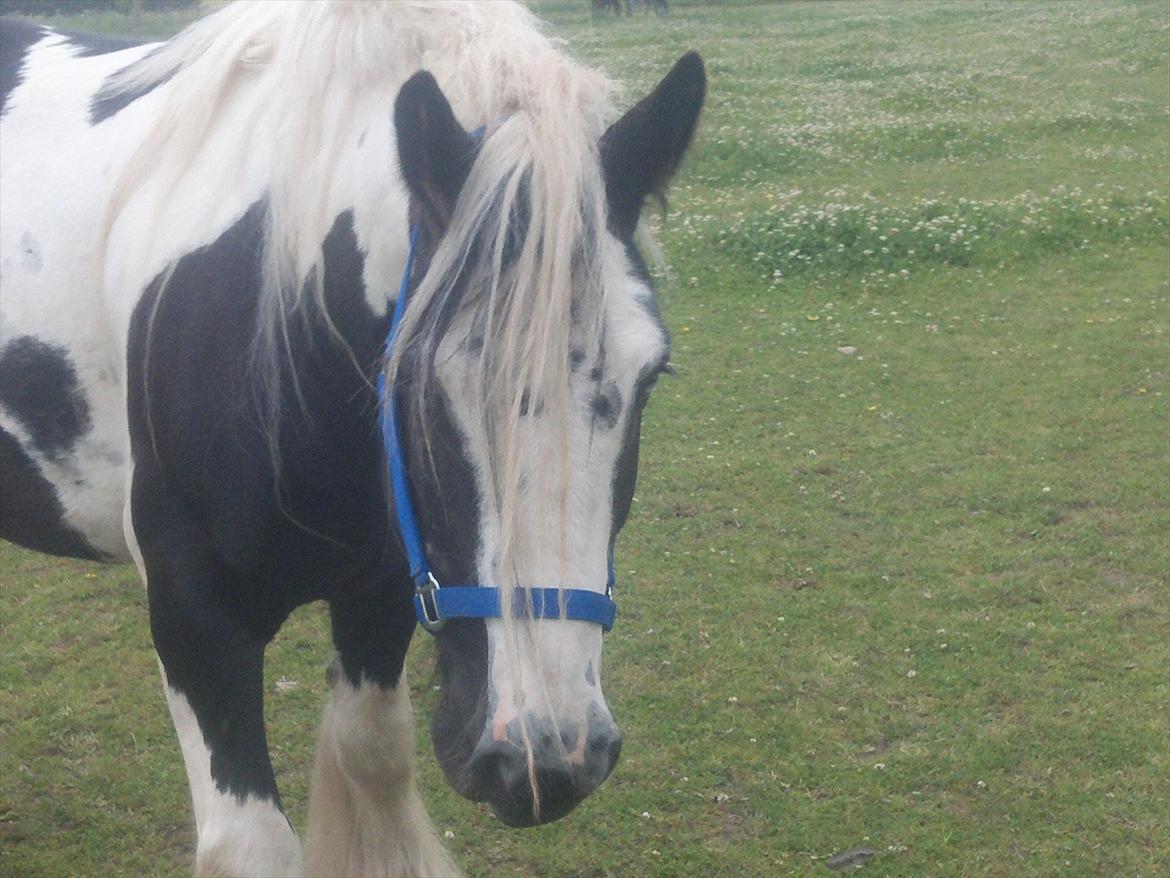 Irish Cob Tim billede 4
