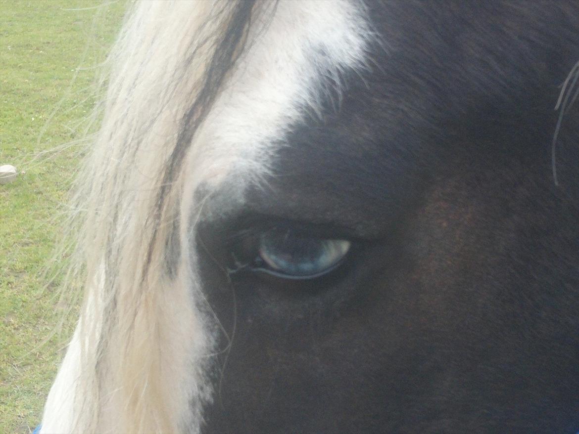 Irish Cob Tim billede 5