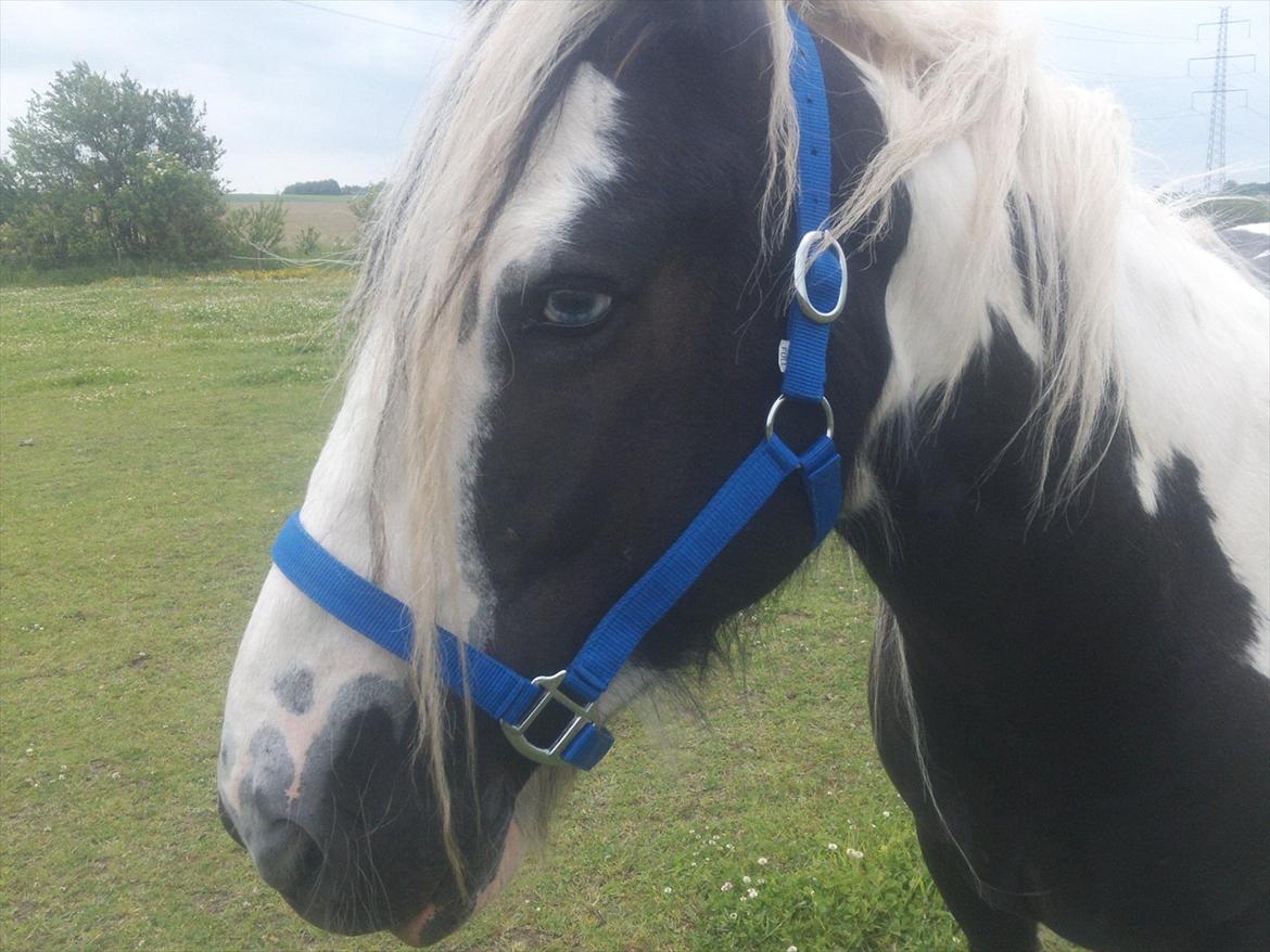 Irish Cob Tim billede 6