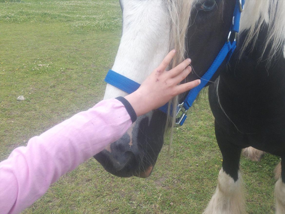 Irish Cob Tim billede 9