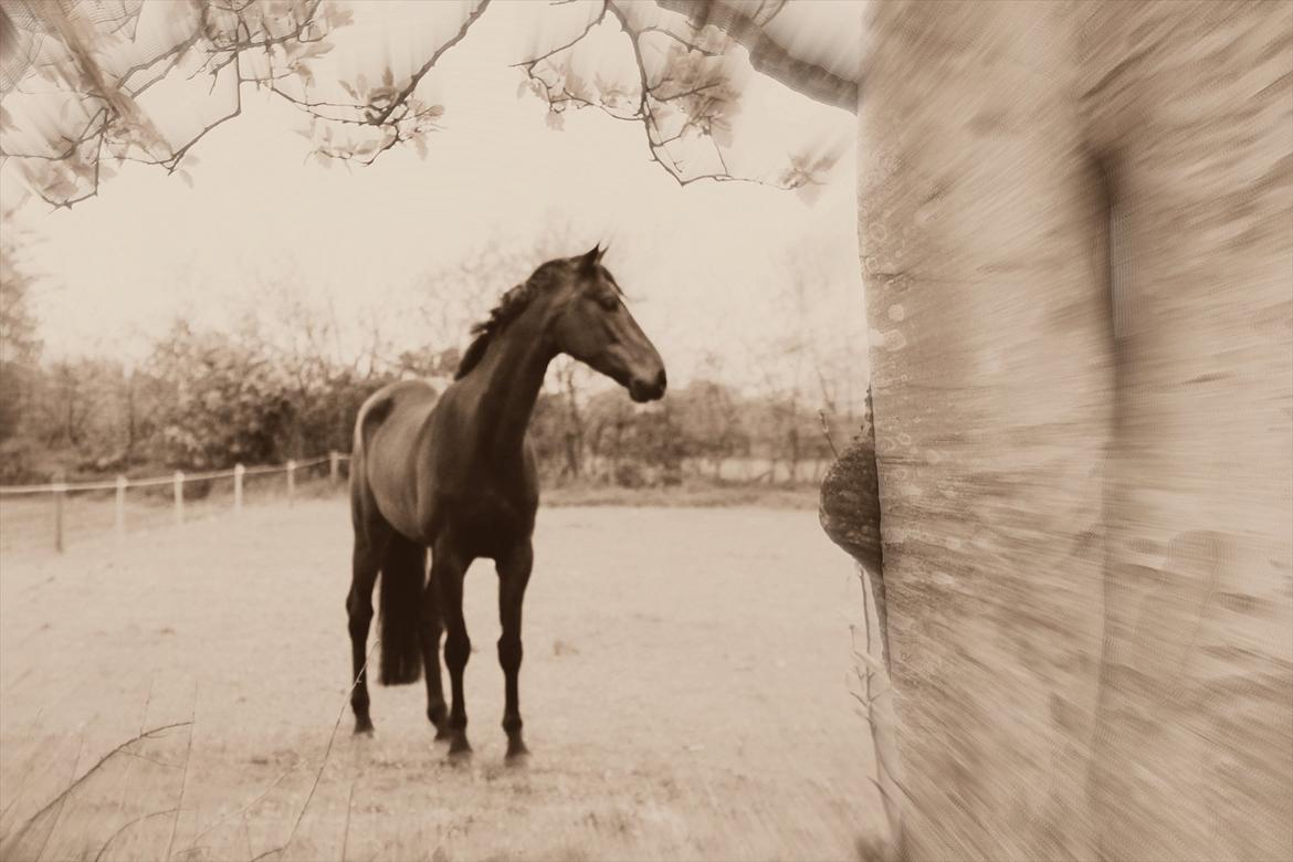 Dansk Varmblod High Power D billede 18