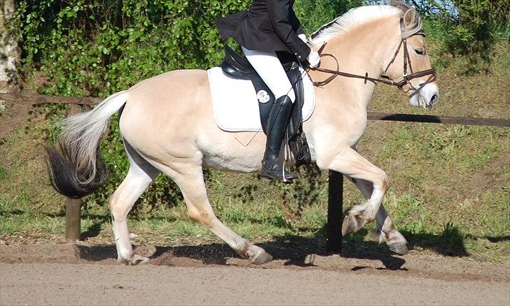 Fjordhest Heden's Lupin  - en dejlig galop!, selvom jeg sidder dumt.  billede 19