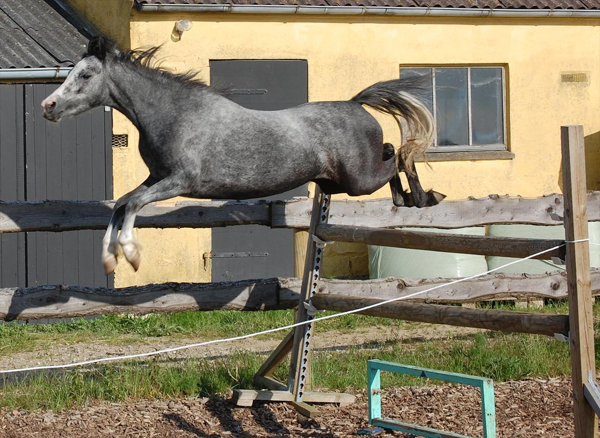 Welsh Mountain (sec A) *Lunds Rocket Girl* - 140cm. billede 11