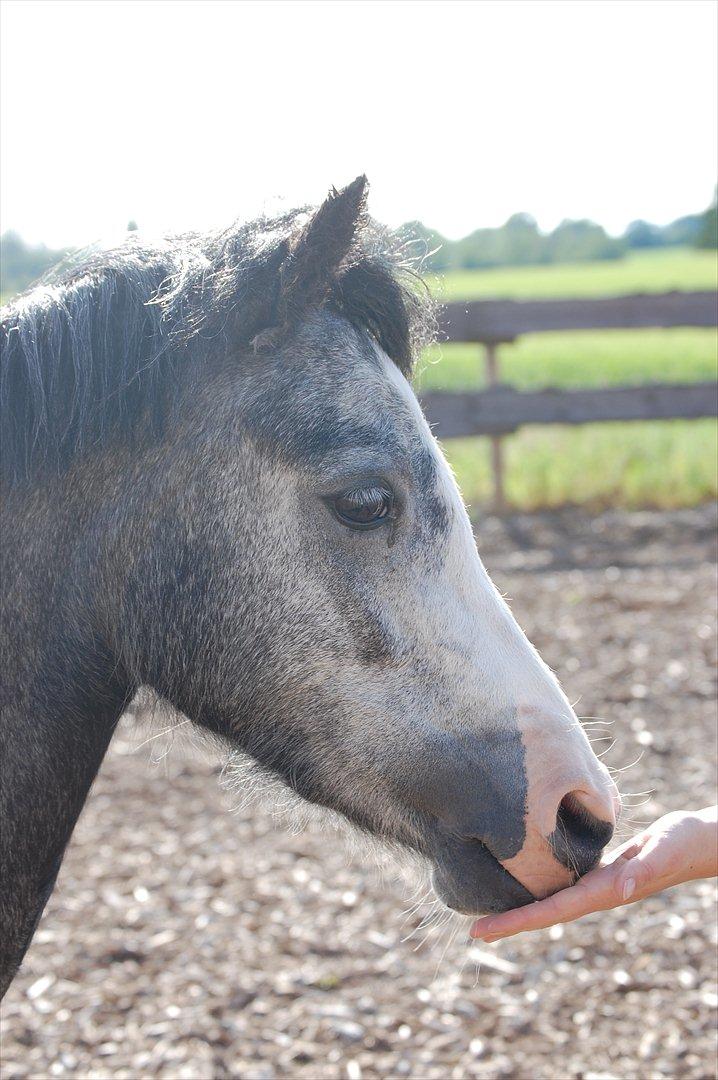 Welsh Mountain (sec A) *Lunds Rocket Girl* billede 12