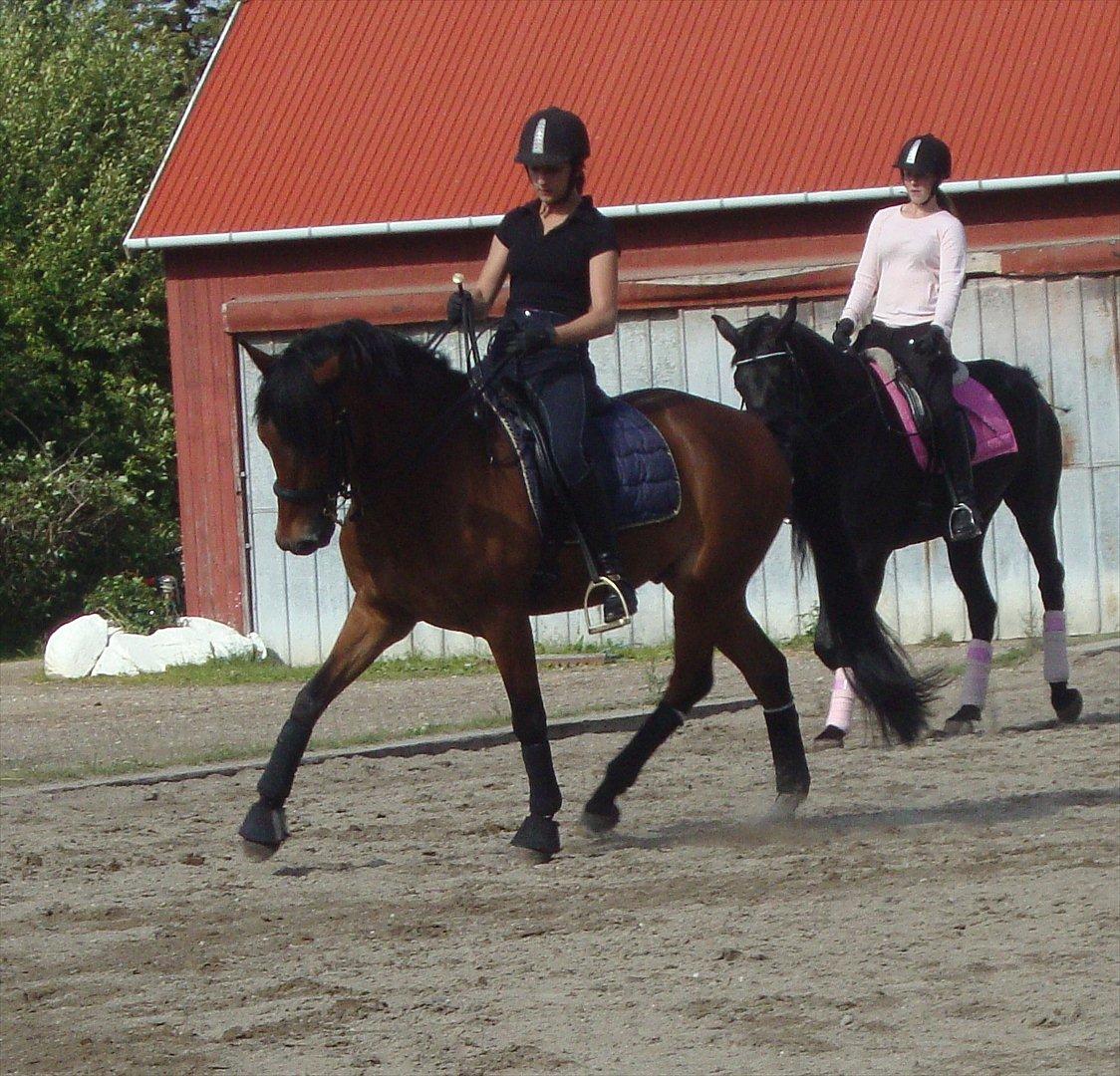 New Forest Amagergaardens Zorro - Første dressur med kandar. Foto: Ida Thyboe Juni 2012 billede 3