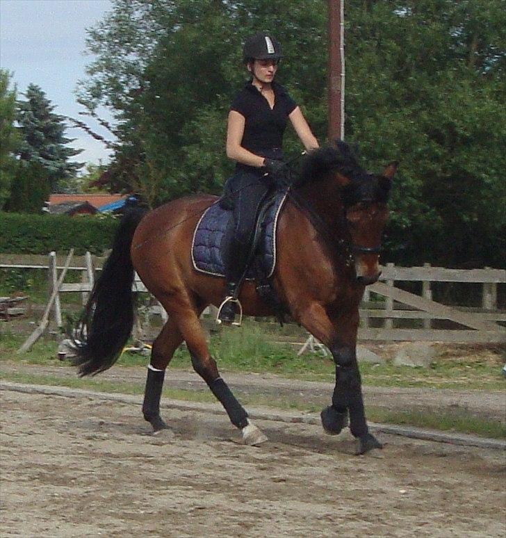 New Forest Amagergaardens Zorro - Lidt galop. Første dressur med kandar. Juni 2012 billede 19