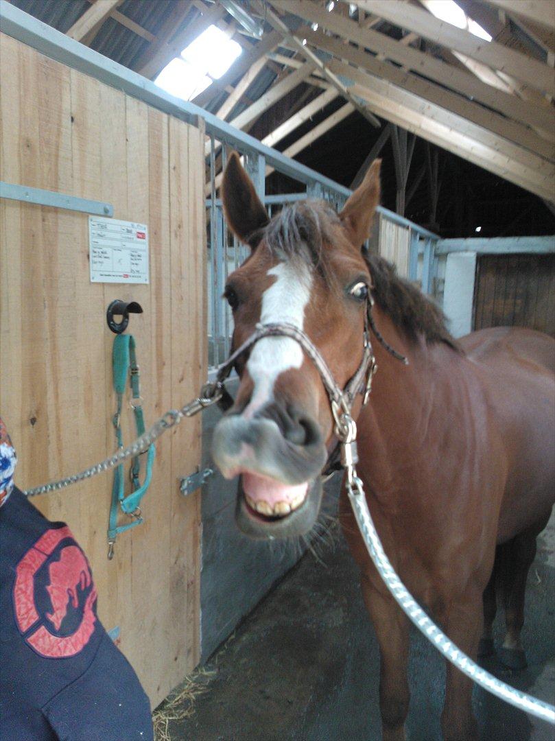 Anden særlig race Thor billede 16