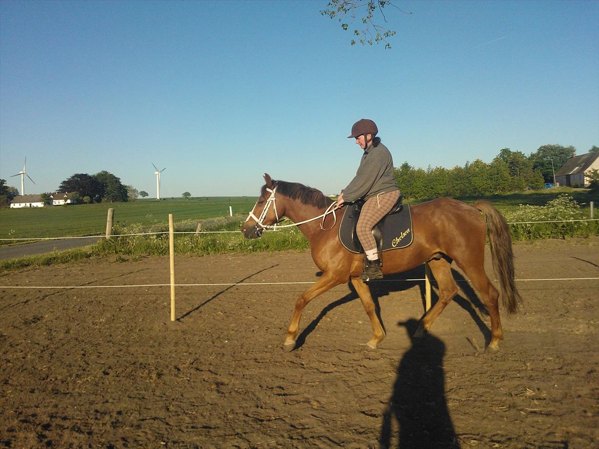 Anden særlig race Thor billede 17