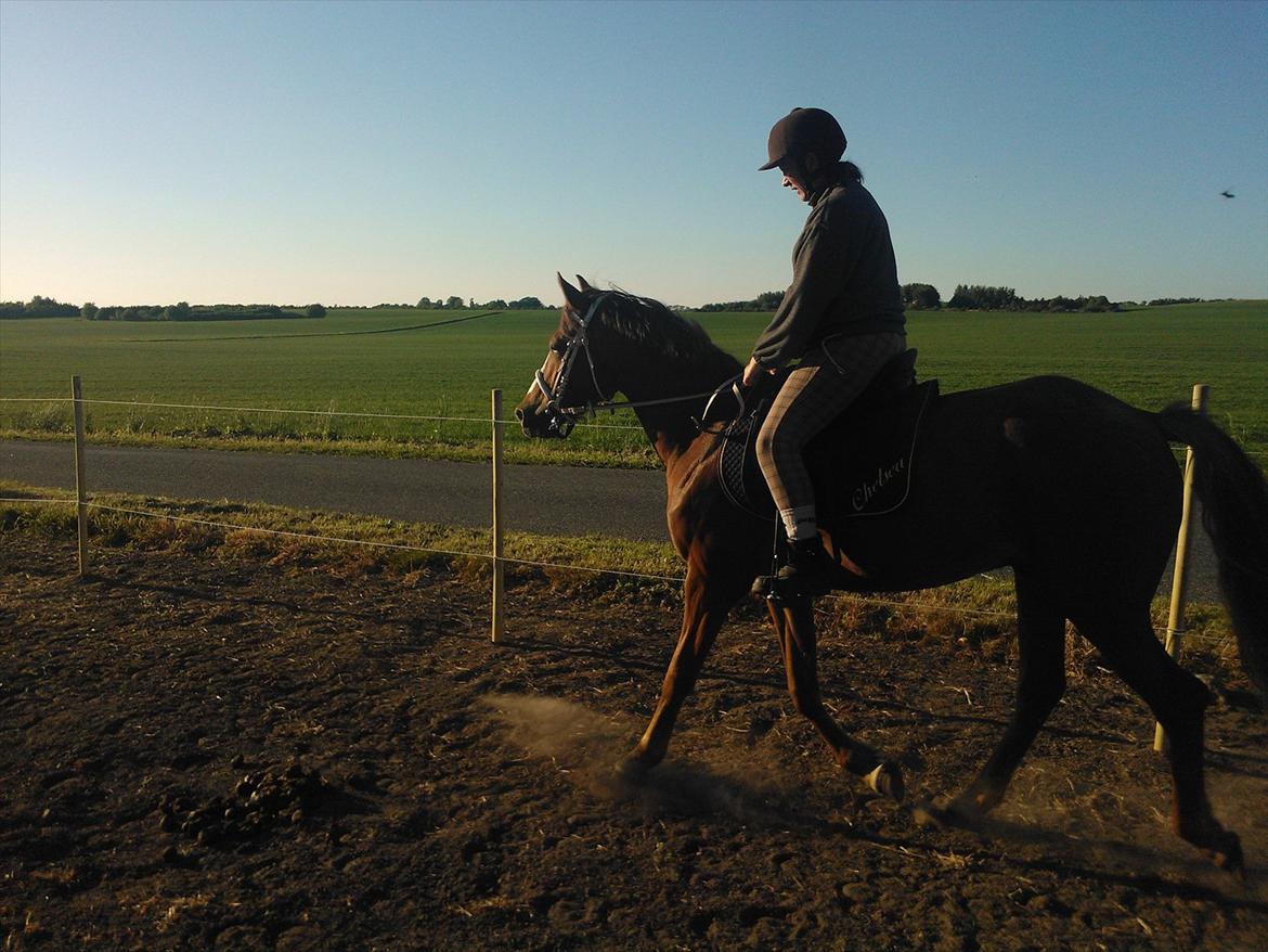 Anden særlig race Thor billede 18