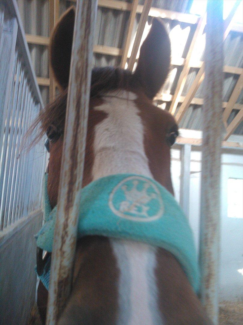 Anden særlig race Thor billede 19