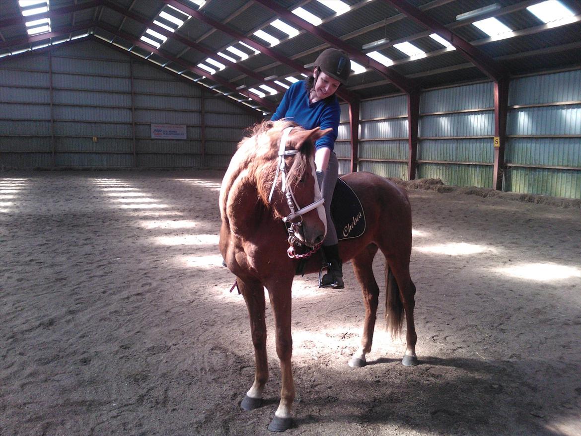 Anden særlig race Thor billede 20