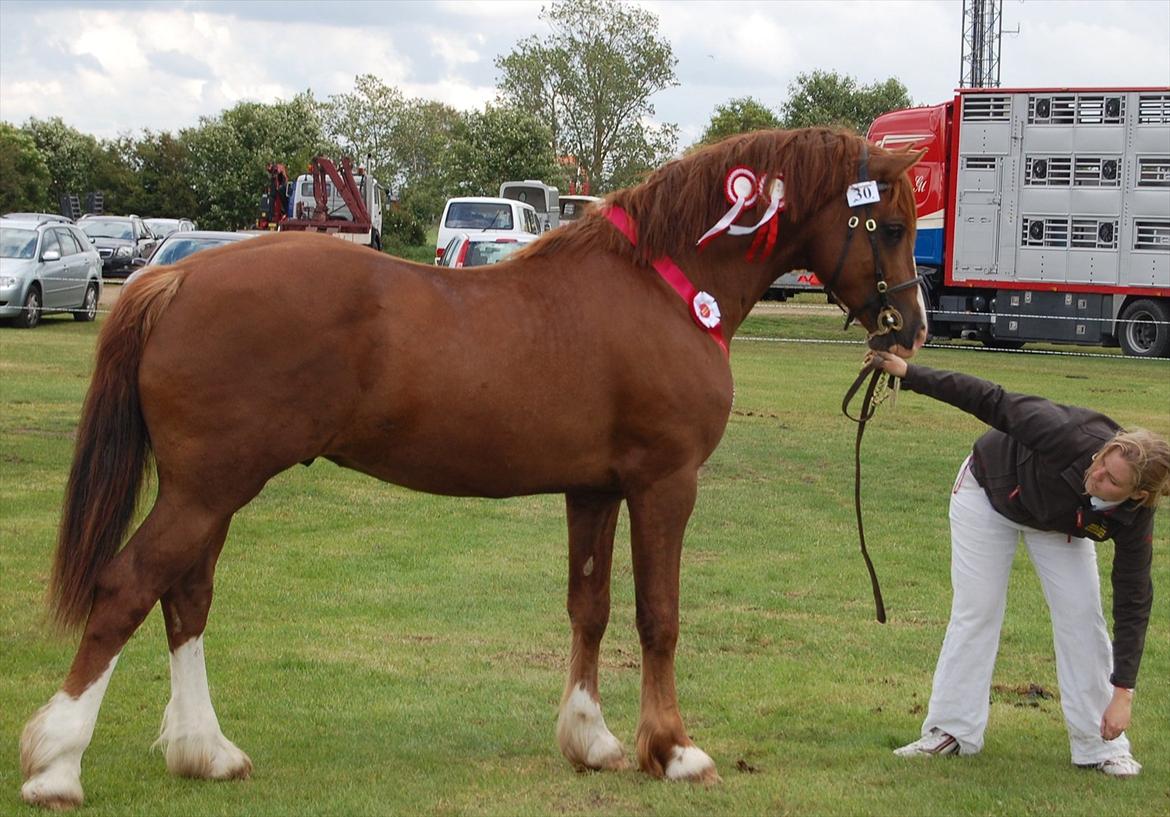 Welsh Cob (sec D) H-S Charles billede 14