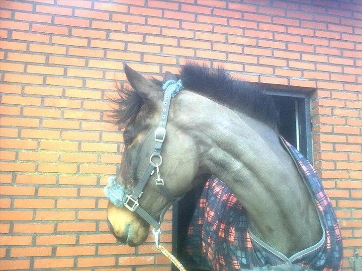 Anden særlig race zette savner dig smukke<333 billede 17