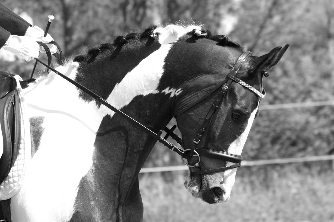 Dansk Varmblod Hedens Pacifique - Smukke bølle <3 billede 18