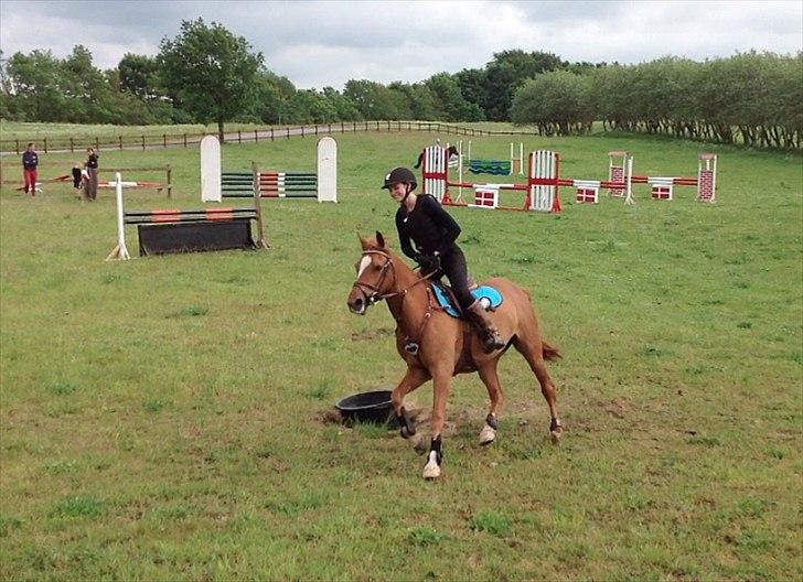 Svensk Sportspony  Funnys Fantasia billede 4