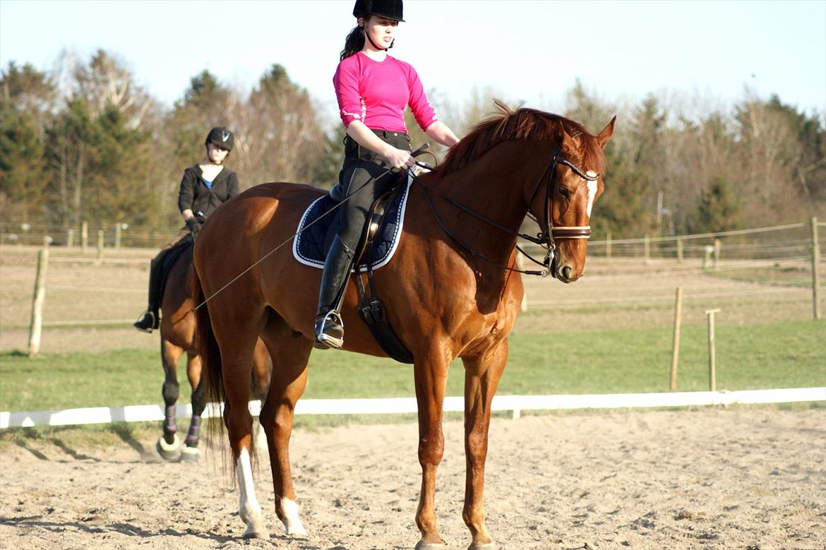 Oldenborg RYTTERGAARDENS PASCAL - Marts 2012 billede 15