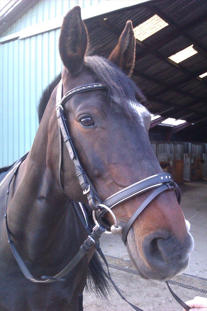 Anden særlig race Labell billede 12