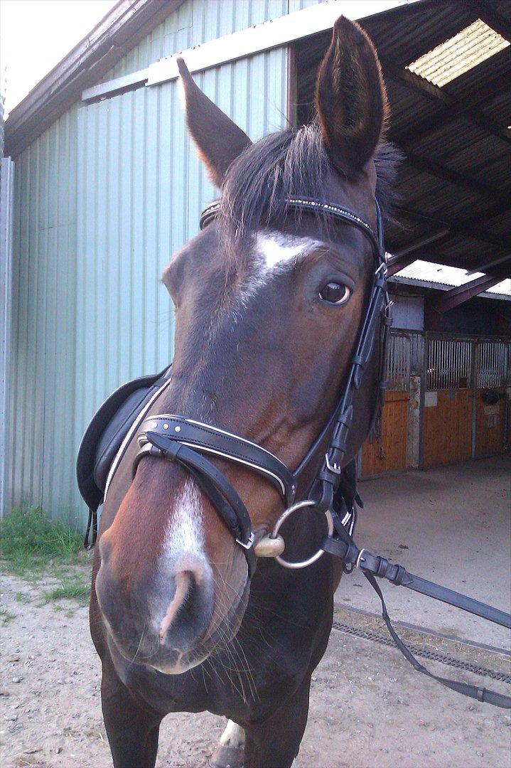 Anden særlig race Labell billede 13