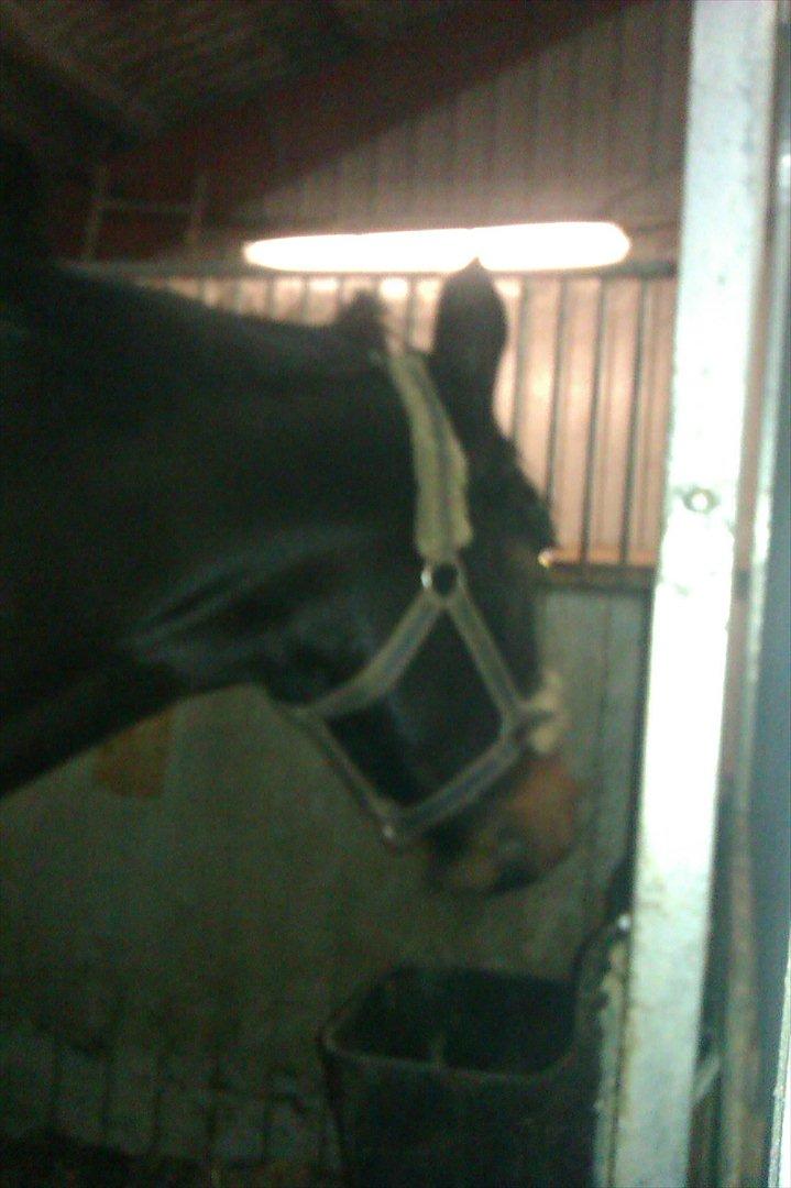 Anden særlig race Labell billede 18