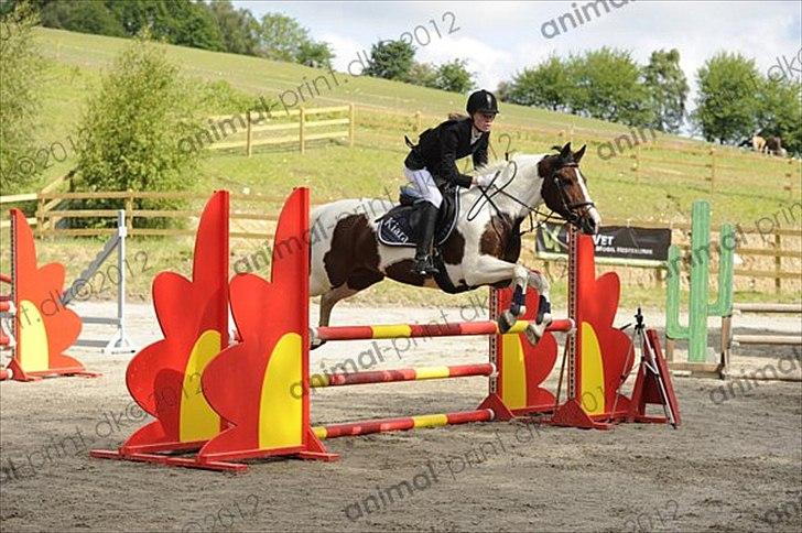 Pinto Kiara - Egene, 3/6 2012 billede 16