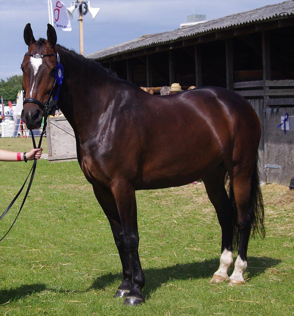 Oldenborg Rosenhavens Sindi - smukke sindi på det fynske dyrskue 2012 <3 hun fik 23 points :D dejlige hyps  billede 15