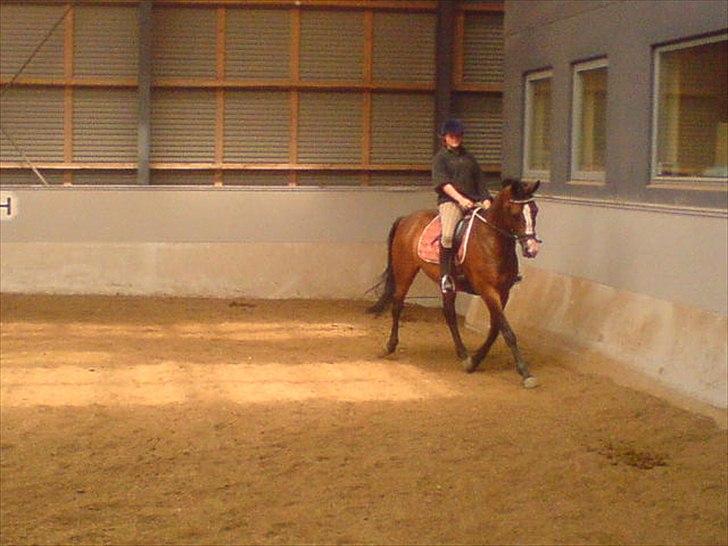 Dansk Varmblod Celina billede 7