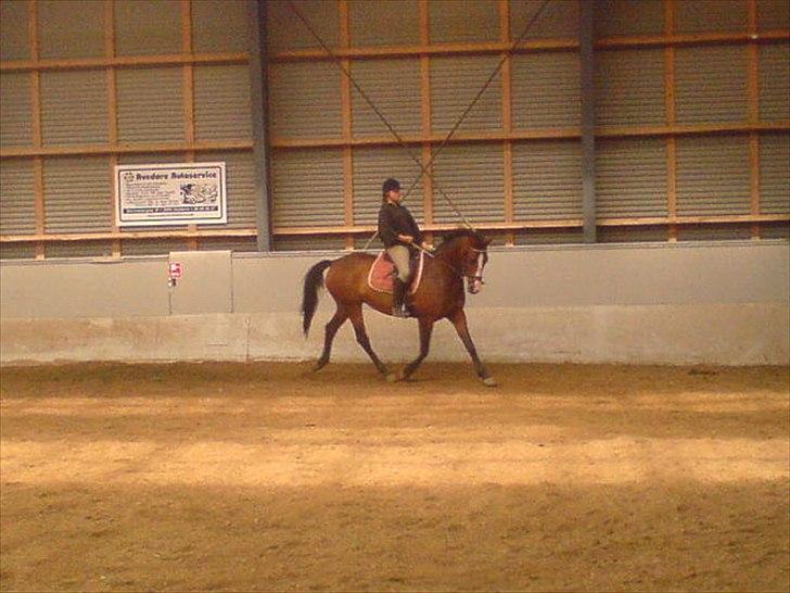 Dansk Varmblod Celina billede 3