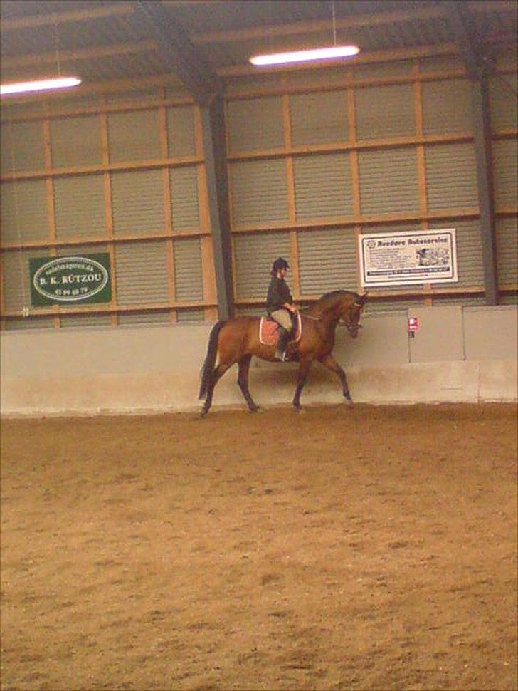 Dansk Varmblod Celina billede 18