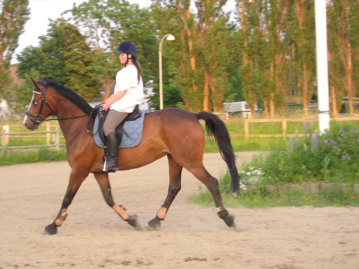 Dansk Varmblod Celina billede 8