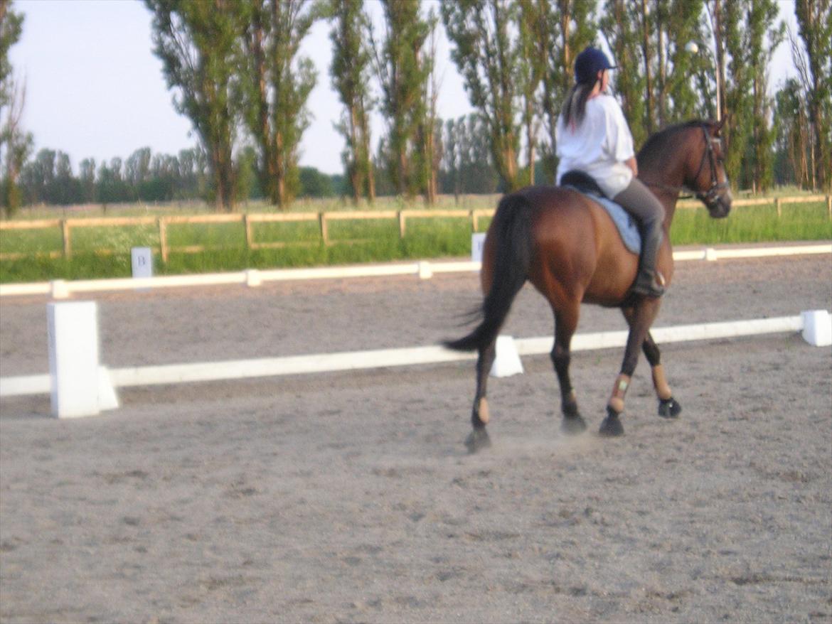 Dansk Varmblod Celina billede 19