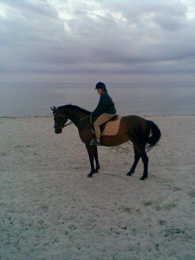 Dansk Varmblod Celina - en tur på stranden :D billede 13