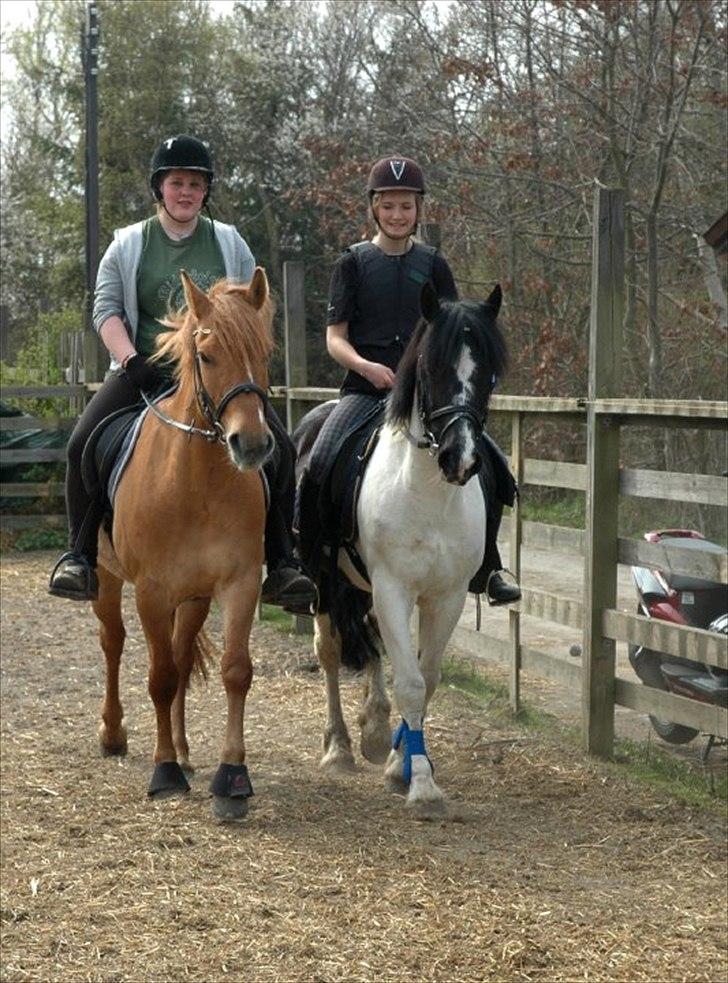 Anden særlig race Soffy billede 2