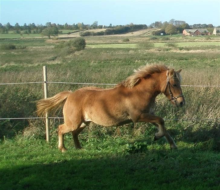 Anden særlig race Soffy billede 3