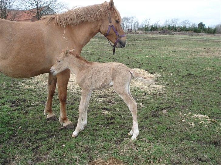 Anden særlig race Soffy billede 4
