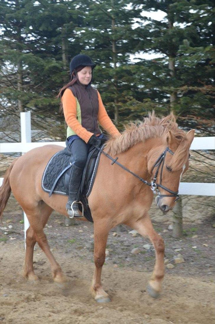 Anden særlig race Soffy billede 5