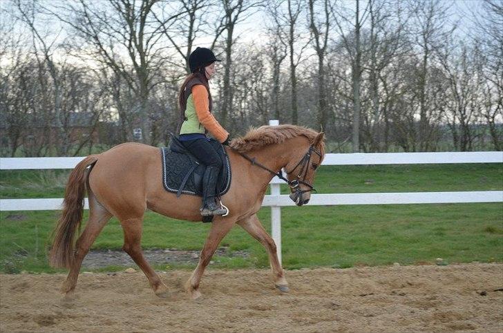 Anden særlig race Soffy billede 6