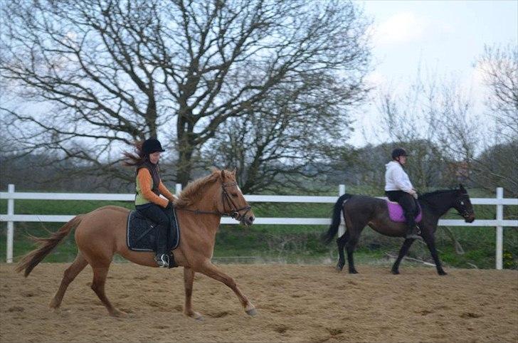 Anden særlig race Soffy billede 7