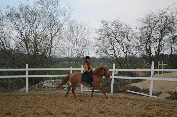 Anden særlig race Soffy billede 8