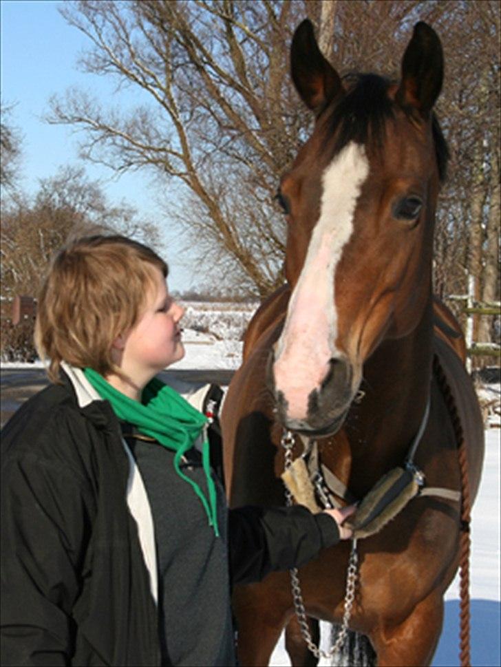 Dansk Varmblod Celina billede 1