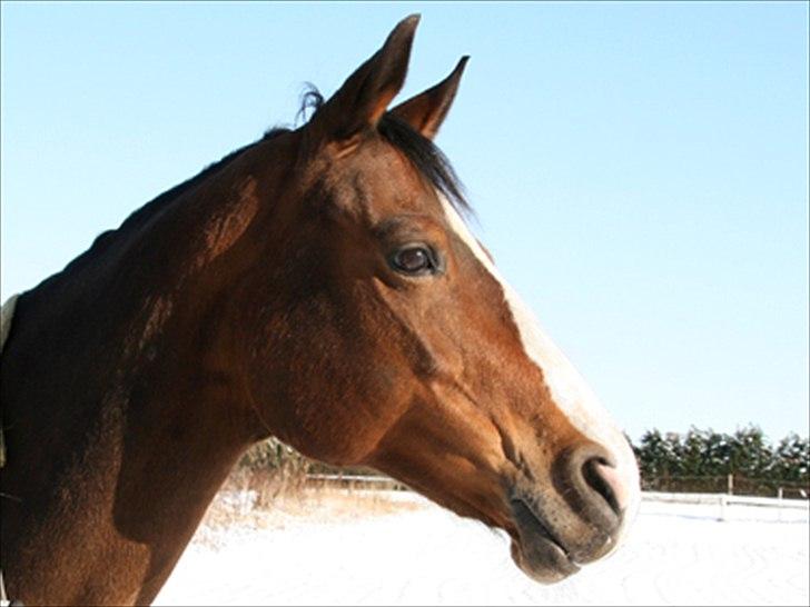Dansk Varmblod Celina billede 20