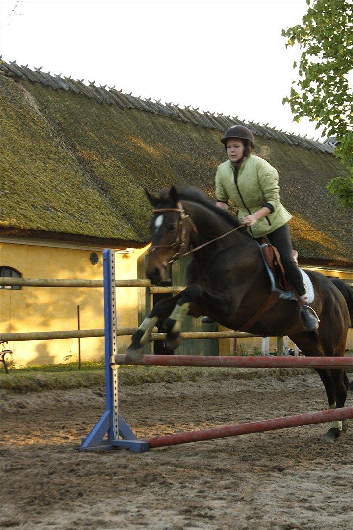 Dansk Varmblod Choko Chanell - Billede 17.
Hyggespringning med vores part :).. billede 17