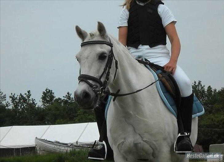 Welsh Pony (sec B) Hvide Charlie <3 - Smækker lækker!<3<3<3<3<3<3<3 Inden vi skulle ind og springe 40 cm. Foto: Sara billede 14