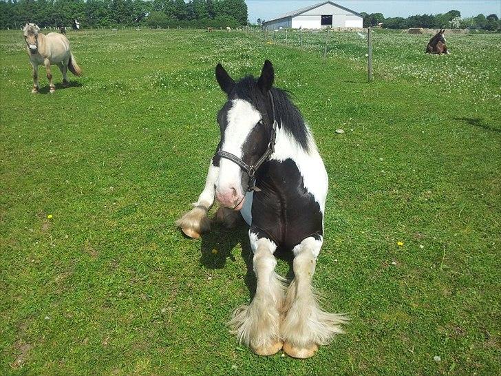 Irish Cob Renaldo (Nalle) R.I.P billede 12