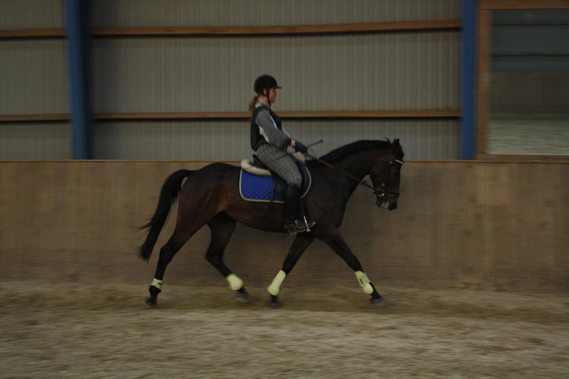 Dansk Varmblod Choko Chanell - Billede 3
Foto: lcs-foto.dk
Dressurtræning et par måneder efter vi har fået Choko hjem :)..  billede 3