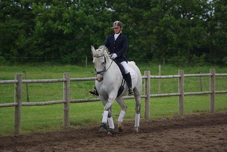 Anden særlig race Ricky - 2013 billede 5