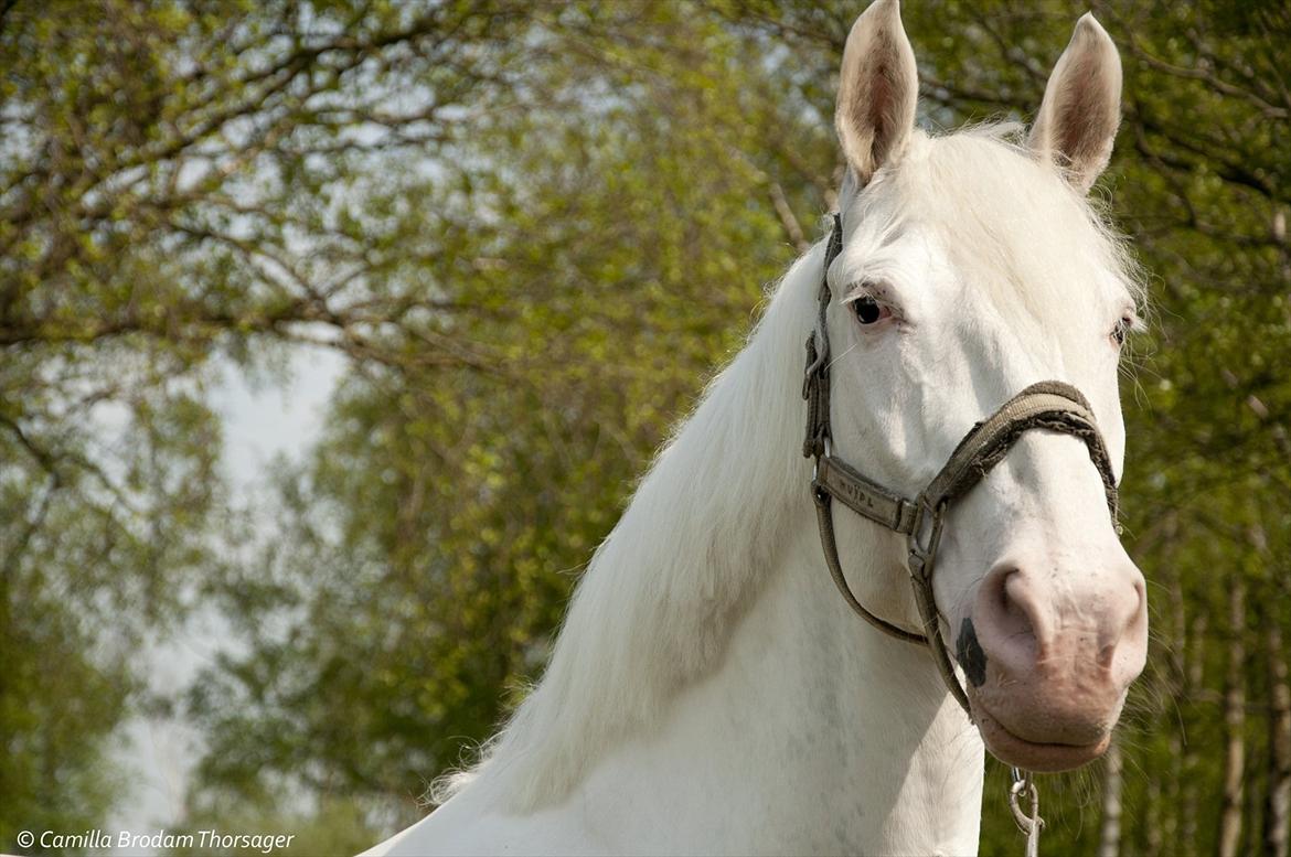 Knabstrupper Galvano B-Hest billede 14