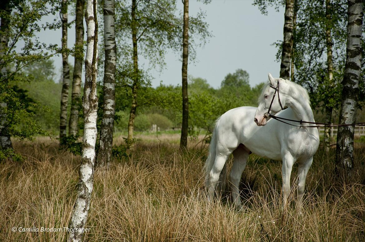 Knabstrupper Galvano B-Hest billede 7