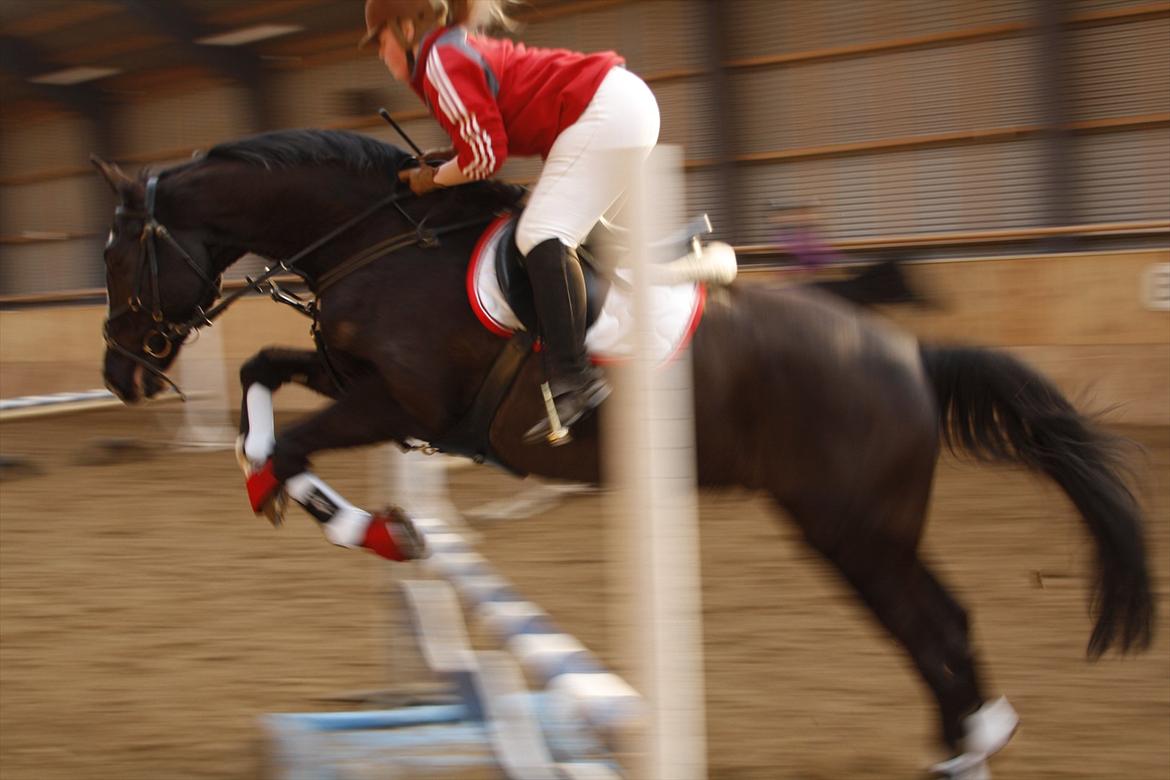 Dansk Varmblod Martinique billede 20