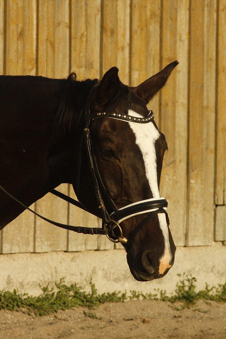 Dansk Varmblod Martinique billede 16